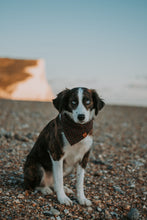 Load image into Gallery viewer, Starburst: Multiple Colours
